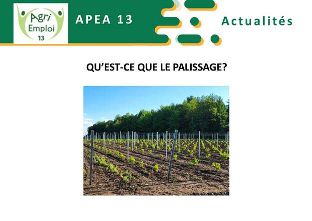 Photo de l'actualit Qu'est ce que le palissage?