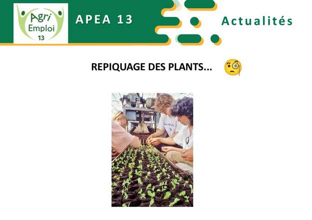 Photo de l'actualit Le repiquage de plants...?